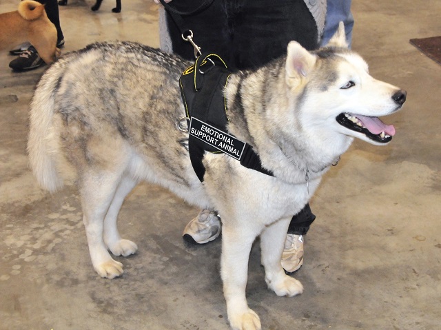 Emotional Support Dog